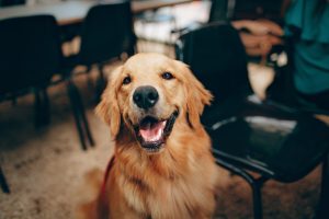 Breed-Specific Grooming: How to Care for Your Golden Retriever