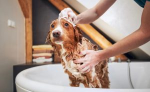 DIY Dog Grooming How to Groom Your Dog at Home Like a Pro