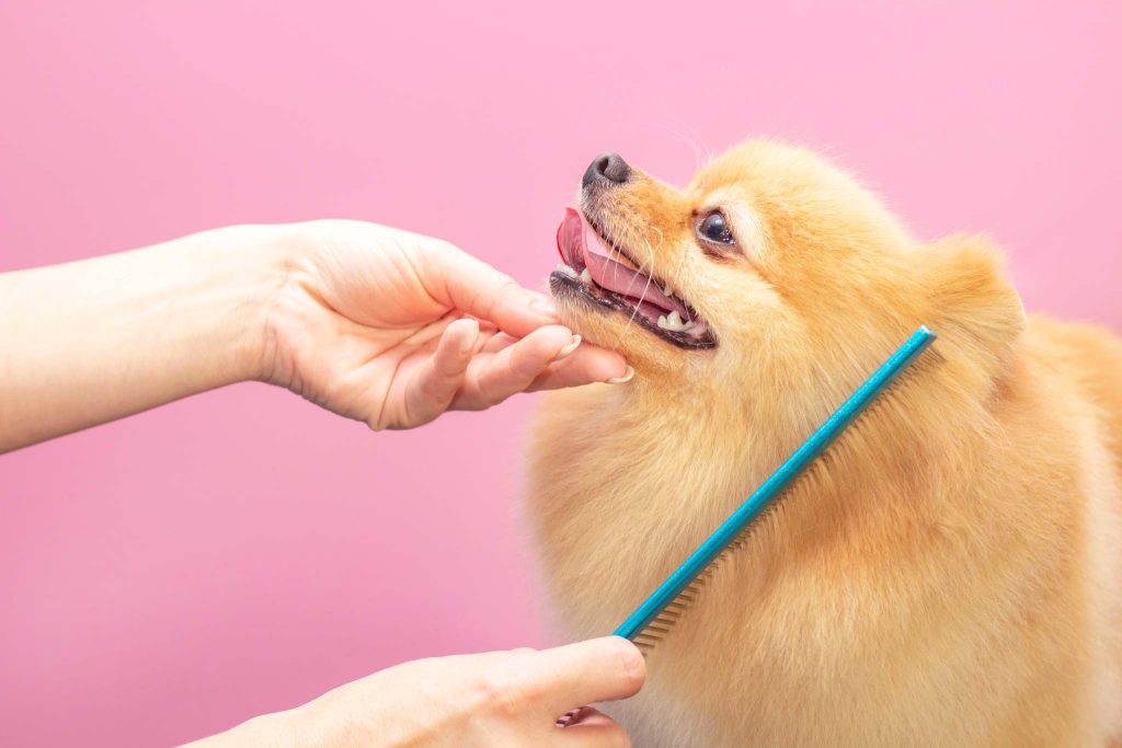 Dog Grooming Quotes Every Pet Owner Will Love