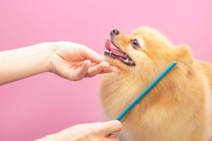 Dog Grooming Quotes Every Pet Owner Will Love