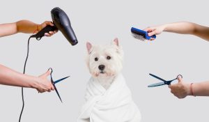 Dog Grooming Routine Quiz for Pet Owners