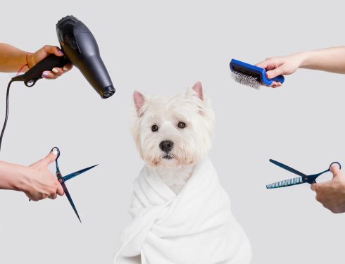 Dog Grooming Routine Quiz for Pet Owners