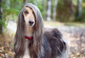 Step-by-Step Grooming Guide for Long-Haired Dogs