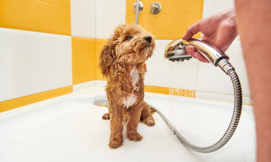 How Often Should You Bathe Your Dog