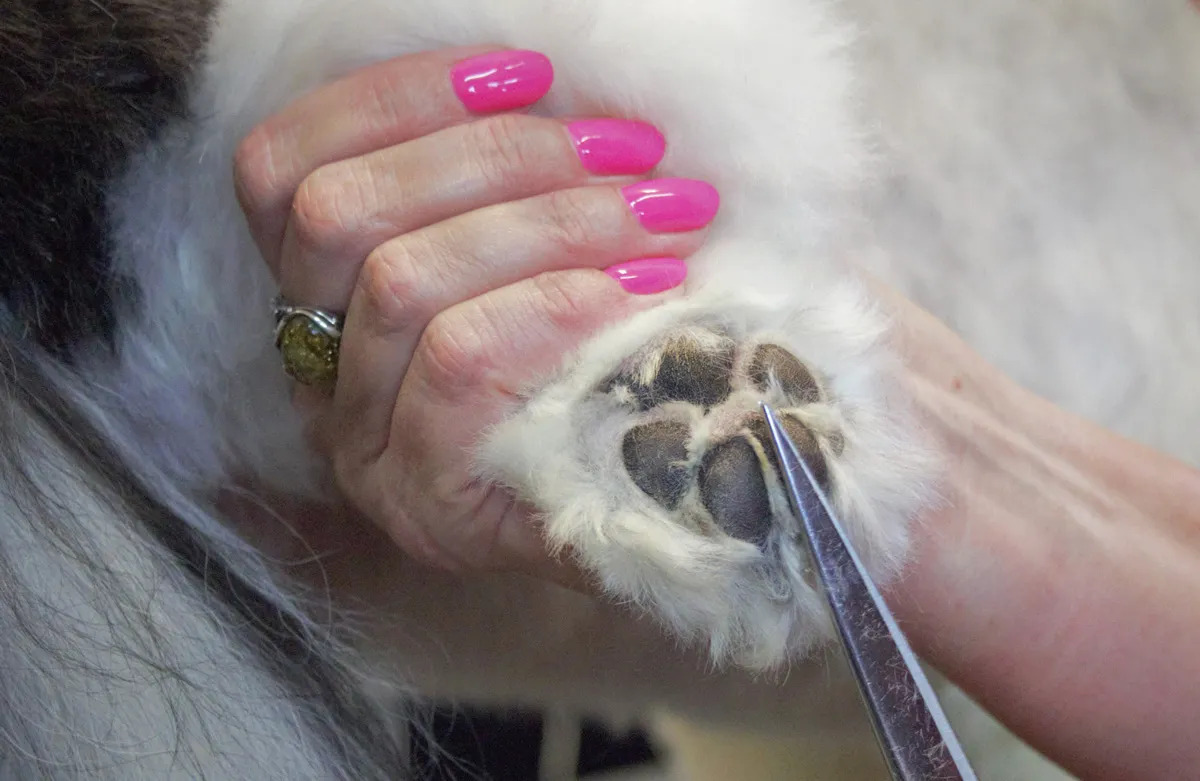 Simple Ways to Cut Dog Paw Hair: 11 Steps (with Pictures) - wikiHow