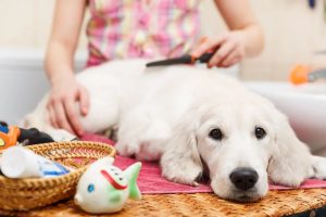 How to Introduce a Puppy or Nervous Dog to Grooming