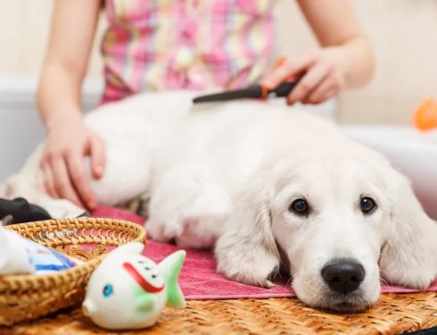 How to Introduce a Puppy or Nervous Dog to Grooming