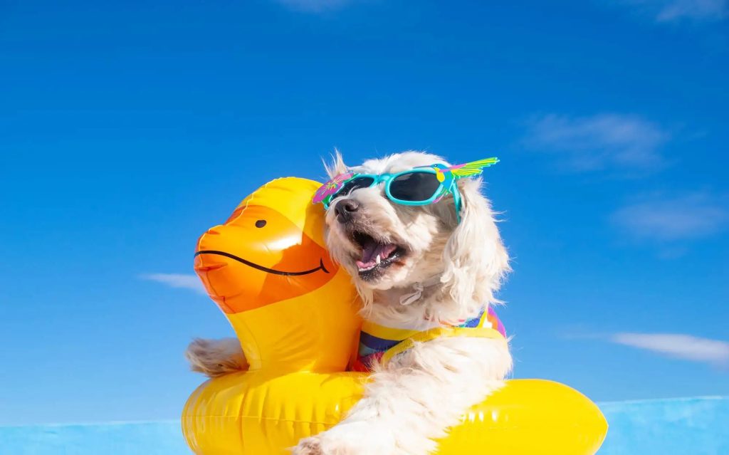 How to Keep Your Dog Cool in Summer with Grooming