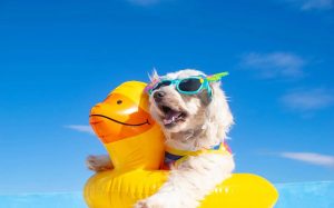 How to Keep Your Dog Cool in Summer with Grooming