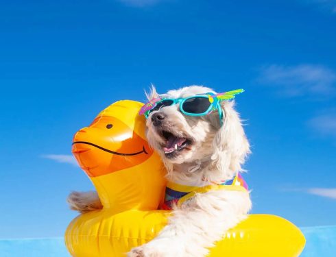 How to Keep Your Dog Cool in Summer with Grooming