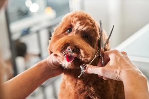 Best Time of Day to Groom Your Dog
