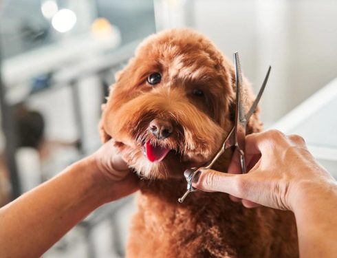 Best Time of Day to Groom Your Dog