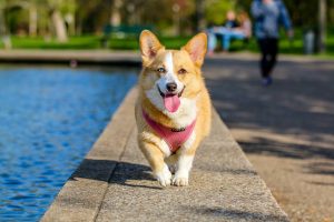 How Weather Affects Your Dog’s Grooming Needs
