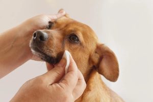How to Clean Tear Stains Without Irritating Your Dog
