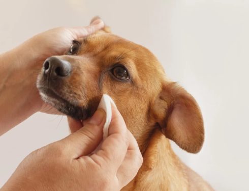 How to Clean Tear Stains Without Irritating Your Dog
