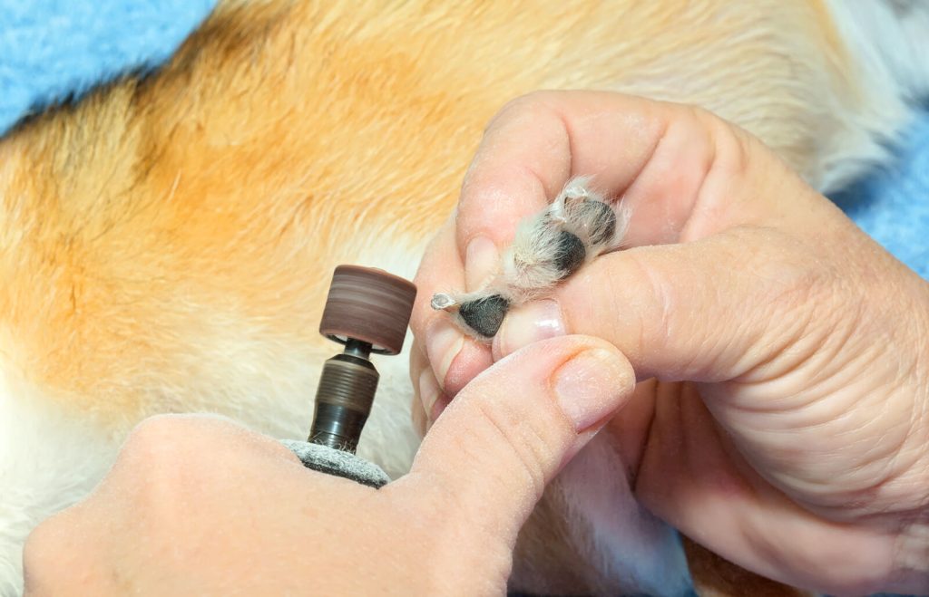 How to Keep Your Dog Calm During Nail Grinds