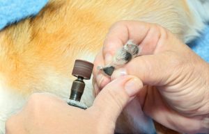 How to Keep Your Dog Calm During Nail Grinds
