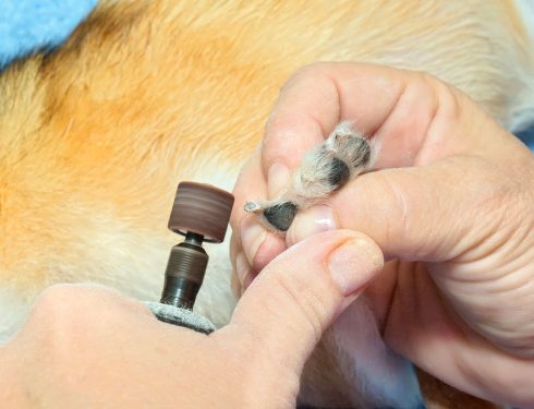 How to Keep Your Dog Calm During Nail Grinds