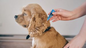How to Safely Groom a Dog With Fleas