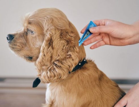 How to Safely Groom a Dog With Fleas