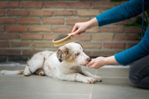 Signs Your Dog Needs More Frequent Grooming