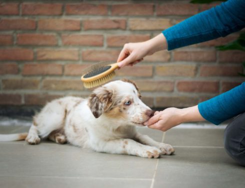Signs Your Dog Needs More Frequent Grooming