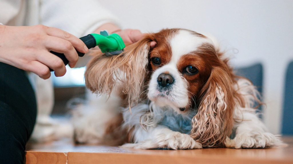 The Safest Way to Detangle Hair Around a Dog’s Ears