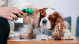 The Safest Way to Detangle Hair Around a Dog’s Ears