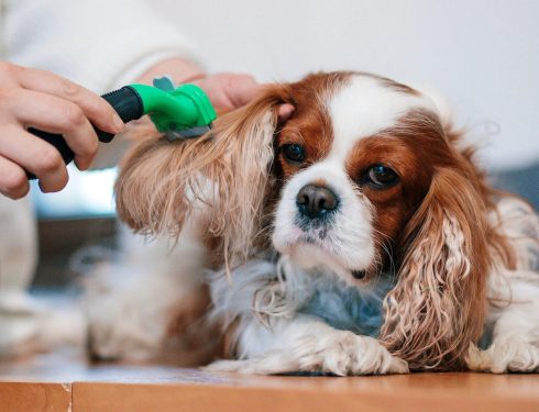 The Safest Way to Detangle Hair Around a Dog’s Ears