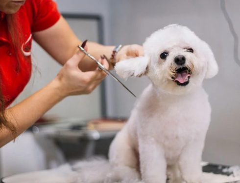 Why Consistency Matters More Than Perfection in Grooming