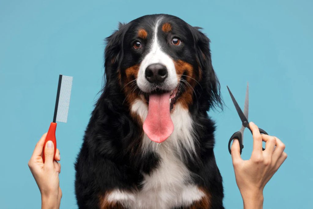 Why Regular Grooming Can Help Prevent Health Issues in Dogs