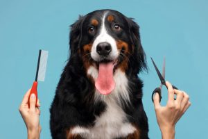 Why Regular Grooming Can Help Prevent Health Issues in Dogs