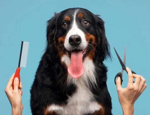 Why Regular Grooming Can Help Prevent Health Issues in Dogs